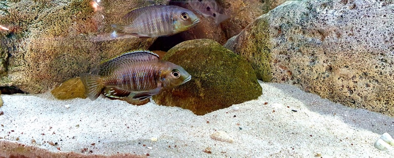 Otopharynx sp. 'auromarginatus goldhead' Nkolongwe